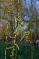 Delicate Golden Green Flowers of a Willow Tree Emerge Against a Soft Background, Signifying the Joy...