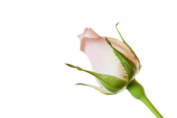 a single rose budding on a white background