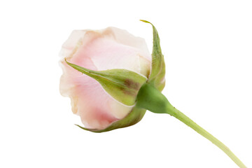 a single pink rose budding on a stem
