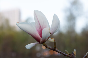 Stunning Close-Up of a Magnolia Flower with Delicate Petals in Bloom Against a Natural Background, Representing the Beauty of Nature and Springtime. Perfect for Floral Enthusiasts.