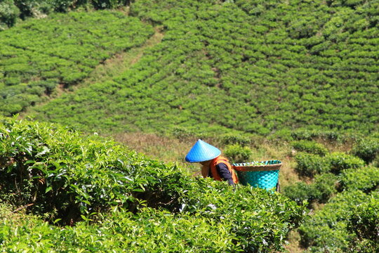 scenery tea plantation and farmer house in ciwidey west java indonesia 