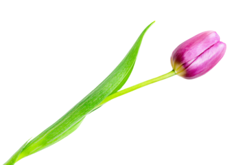 a single pink tulip flower with a green stem