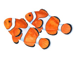 Hand-painted watercolor clownfish illustration. Animal watercolor illustration.