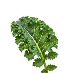 Fresh kale leaf on transparent background. Juicy sprout with dew drops. Ideal for culinary projects and healthy food advertising. For balanced diet and natural lifestyle.