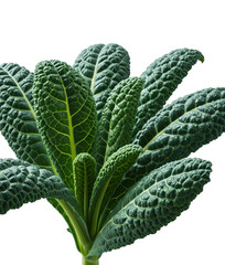 Fresh head of kale on transparent background. Juicy sprout with dew drops. Ideal for culinary projects and healthy food advertising. For balanced diet and natural lifestyle.