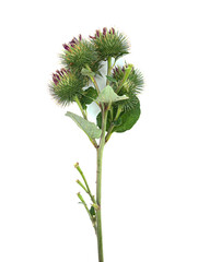 Burdock plant isolated on white background