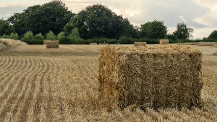 The harvest on the Marlborough Downs in Wiltshire England. Very dry summer weather.  straw bales.