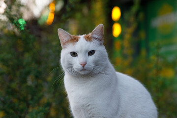 A Majestic White Cat with Distinct Orange Spots Captured in a Charming Natural Setting Surrounded...