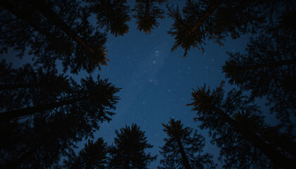 Looking Up at Stars Through Silhouetted Pine Trees