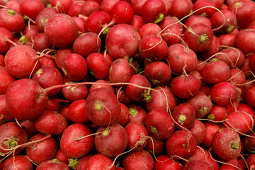 Fresh and Vibrant Radishes Displayed in a Colorful Pile, Perfect for Salad Ingredients, Garnishes, and Snacking with Their Crunchy Texture and Peppery Flavor Profile