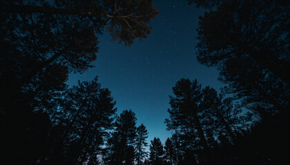 View of Starry Sky Through Treetops at Night