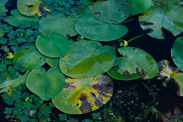 A Serene Nature Scene Featuring Lily Pads and Water Plants in a Tranquil Pond Environment, Highlighting the Beauty of Aquatic Flora Amidst Still Water