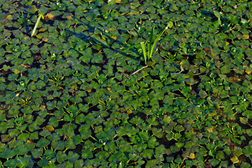 A Lush Green View of Floating Aquatic Plants on a Calm Water Surface, Featuring Brightly Colored Leaves and Gentle Reflections from the Sun, Creating a Serene Natural Setting