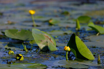 Vibrant Scene of Water Lilies and Green Leaves Against a Calm Water Surface Reflecting Nature's Beauty