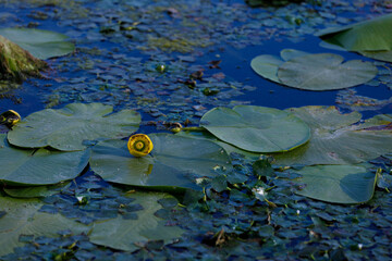 Lush Water Lily Scene: A Serene Glimpse into Aquatic Nature with Bright Yellow Bloom Amidst Green Lily Pads and Tranquil Waters