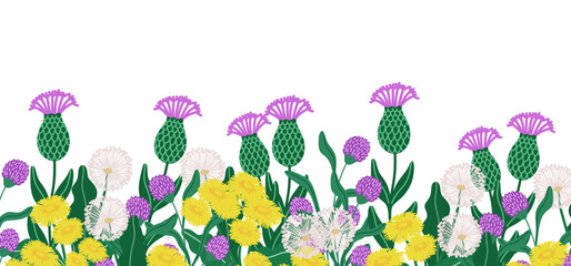 Horizontal backdrop with wildflowers including weeds such as thistles and dandelions on white, vector illustration 