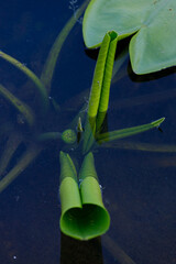 Graceful Green Aquatic Plants Emerging from Dark Waters: A Close-Up Perspective of Water Lilies and...