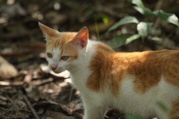 Beautiful local cat from Kalimantan