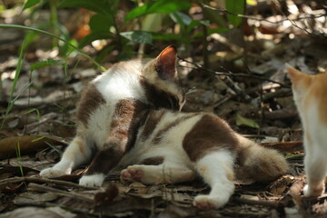 Beautiful local cat from Kalimantan