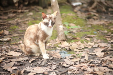 Beautiful local cat from Kalimantan