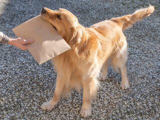 A beautiful golden retriever dog delivers a parcel to his owner's hand