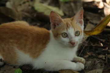 Beautiful local cat from Kalimantan