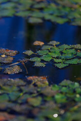 A Tranquil Scene of Green Leaves Floating on Water, Surrounded by Glimmers of Soft Light and Deep Blue Reflections in a Peaceful Natural Setting