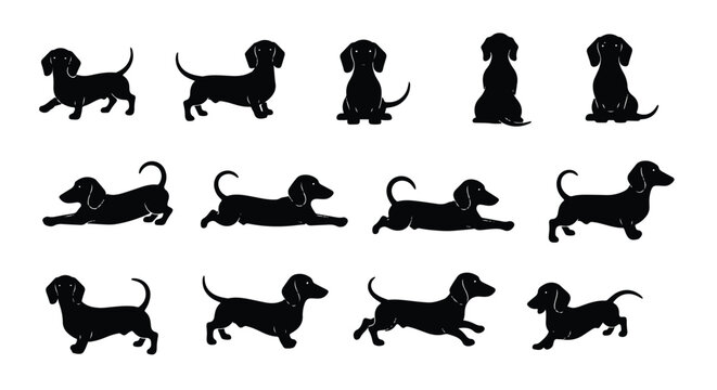 Vector silhouette illustration several black dachshund dogs in various poses isolated on a white background