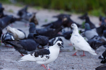 A Diverse Gathering of Pigeons: Exploring the Intriguing Behaviors and Interactions Among Different Varieties of Birds in their Natural Habitat