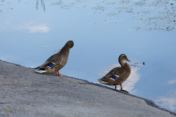 Two Ducks by the Tranquil Water's Edge: A Serene Moment in Nature Captured