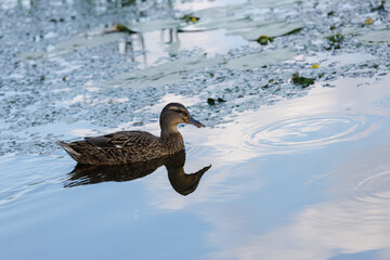 A Tranquil Scene of a Duck Swimming in a Serene Pond Surrounded by Lily Pads, Showcasing Nature's Beauty and Calmness Through Reflections and Water Ripples in the Morning Light
