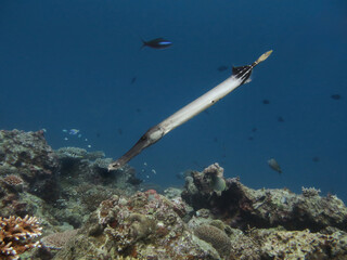 Trumpet fish swimming over the tropical coral reef off the coast of Sumatra island