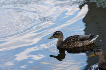 Serene Mallard Ducks Swimming in Calm Waters Reflecting the Sky and Nature's Beauty, Perfect for Wild Life Photography Enthusiasts and Nature Lovers Alike