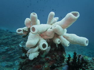 Large tubular sponge colony growing on a coral reef slope in clear tropical ocean water off the coast of Sumatra island
