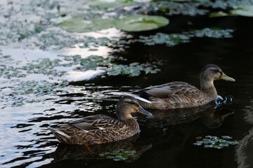Two Ducks Swimming Gracefully Through Calming Waters Surrounded by Lush Green Lily Pads and Reflective Water Surface Captured in a Tranquil Natural Setting
