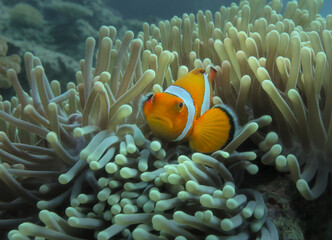 Close-up underwater view of a vibrant clownfish (Amphiprion ocellaris) nestled among the protective tentacles of a sea anemone on a tropical coral reef