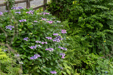 夏の庭に咲く紫のガクアジサイ
