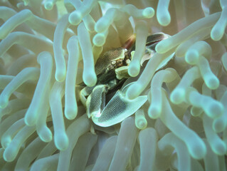 Close up of a Anemone porcelain crab hiding within tentacle of an anemone coral