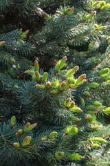 Close-up of bright golden young shoots of blue spruce Picea pungens with blue needles. Nature concept for design. Place for your text. Selective focus. Christmas concept.