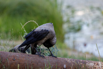 A Captivating Scene Featuring a Beautiful Bird Interacting with Nature by a Tranquil Waterside, Perfect for Nature Lovers and Wildlife Enthusiasts Alike