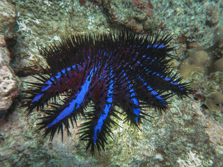 Crown-of-thorns sea star (Acanthaster planci) with vivid blue and red coloration resting on a coral reef. This venomous coral-eating echinoderm plays a controversial role in reef ecosystems.