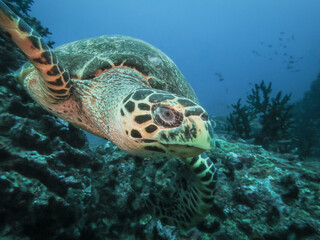 Hawksbill sea turtle (Eretmochelys imbricata) swimming gracefully over a coral reef in clear tropical waters.
