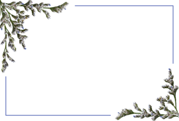 Corner arrangements with small twigs of limonium flowers and a blue frame isolated on white or transparent background