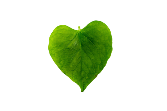a green leaf shaped like a heart