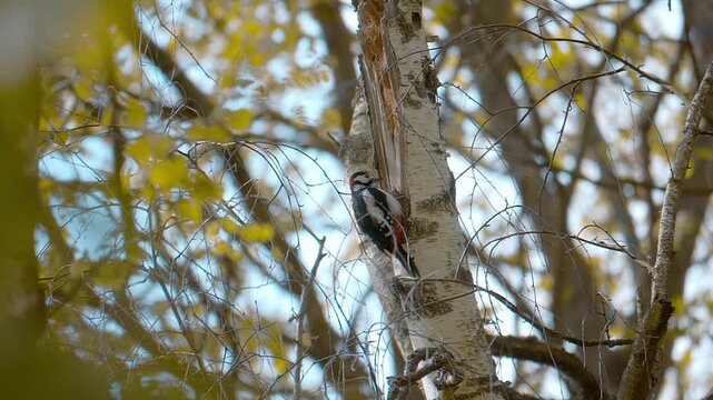 In the forest, a woodpecker sits on a birch tree, grooming itself, cleaning its feathers and knocking on the trunk with its beak. Closeup. Slow mo, slow motion, high speed camera, 200fps