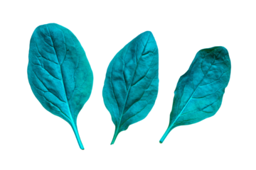 three green leaves are shown on a white background