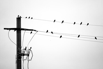 the silhoutte of crows sitting on power cables in black and white