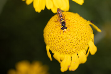 close-up of a hoverfly on a yellow flower head