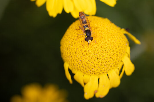 close-up of a hoverfly on a yellow flower head - Powered by Adobe
