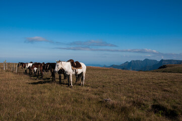 Obraz premium Herd of horses grazing on a hillside in Brazil
